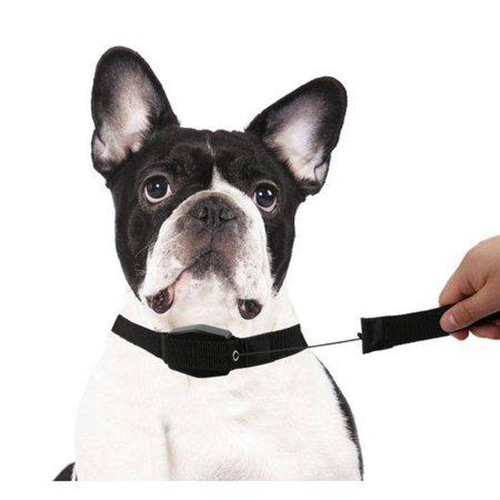 2-in-1 Retractable Leash And Collar - Perfect-Dealz